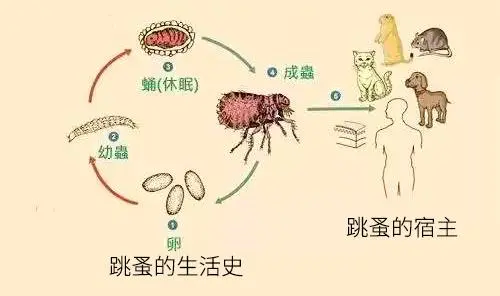 滅跳蚤